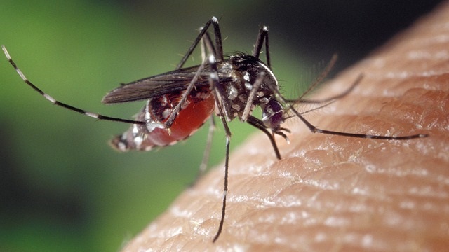 komar ki piči kožo in povzroči oteklino