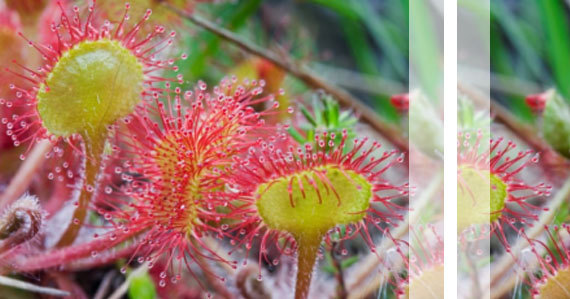 Zanimivosti iz sveta rastlin: Okroglolista Rosika-lat. Drosera
