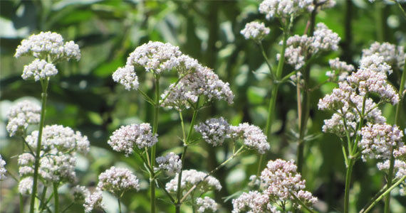 Zanimivosti iz sveta rastlin: Baldrijan, lat. Valeriana officinalis L. - Slika 1