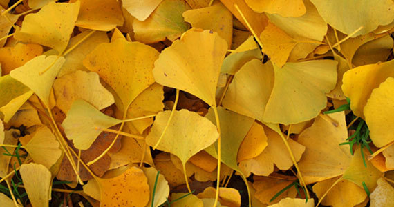 Ginkgo biloba - dvokrpi ginko - Slika 1