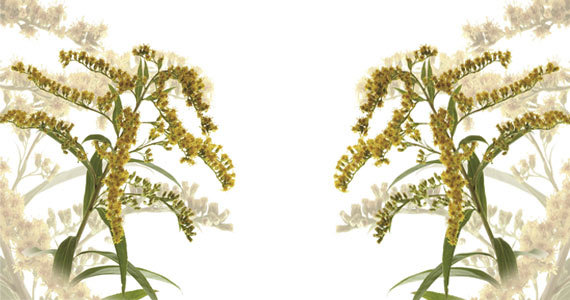 Zanimivosti iz sveta rastlin: Zlata rozga - Solidago virgaurea