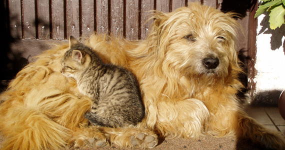 Okrepite imunski sistem in splošno počutje vašega psa, mačke, glodalca... - Slika 1