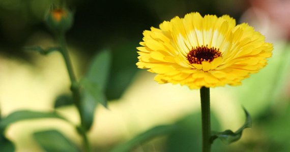 Ognjič - Calendula officinalis L.