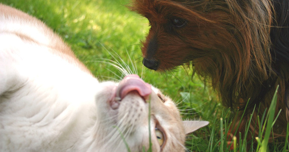 Poskrbimo za zdrave sklepe pri psih in mačkah