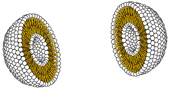 Liposomalna tehnologija in prehranska dopolnila