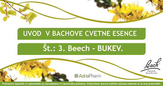 Bachove cvetne esence: Beech – Bukev.