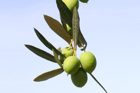 Oljčni listi - po zdravje nazaj k naravi 