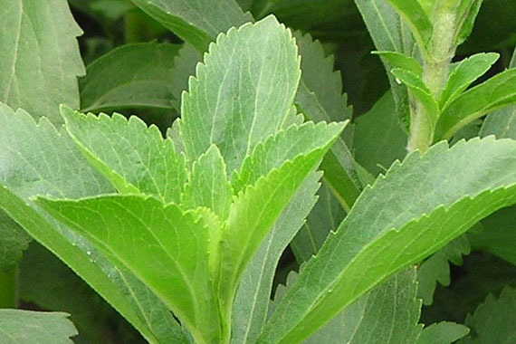 Stevia - sladko in hkrati brez kalorij