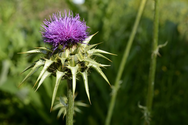 Pegasti badelj (Silybum marianum L. Gaertn.)